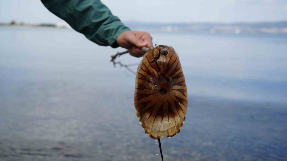 Denizde bu t&uuml;r&uuml; g&ouml;r&uuml;rseniz sakın yaklaşmayın
