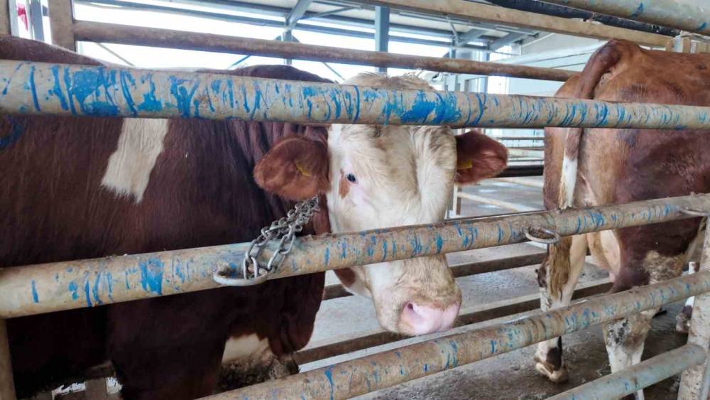 Kurban kesim başvuruları 11 Mayıs&rsquo;ta başlıyor
