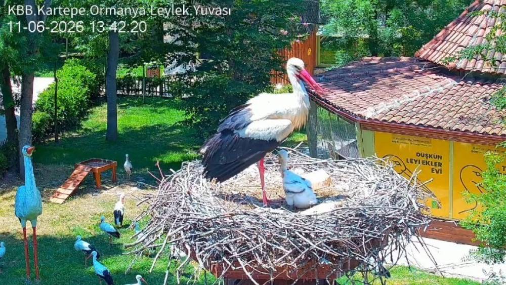 Şifa buldukları merkezde yuva kuran leyleklerin yavrusu 18 g&uuml;nl&uuml;k oldu
