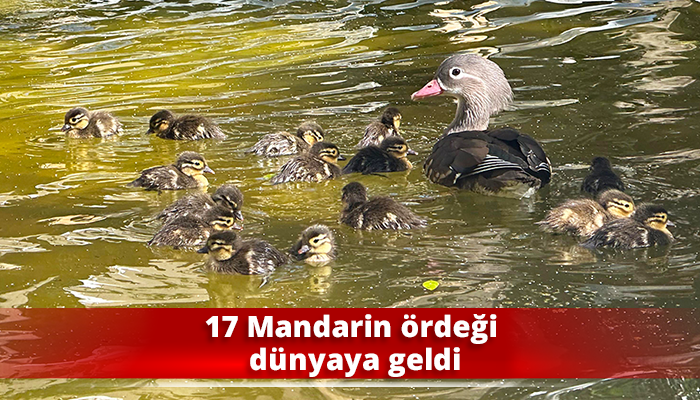 17 Mandarin ördeği dünyaya geldi