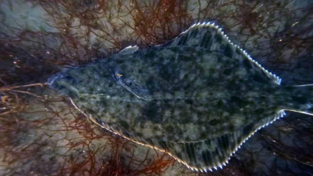 Dip çamuru temizliği İzmit Körfezi’ne yunusları geri getirdi