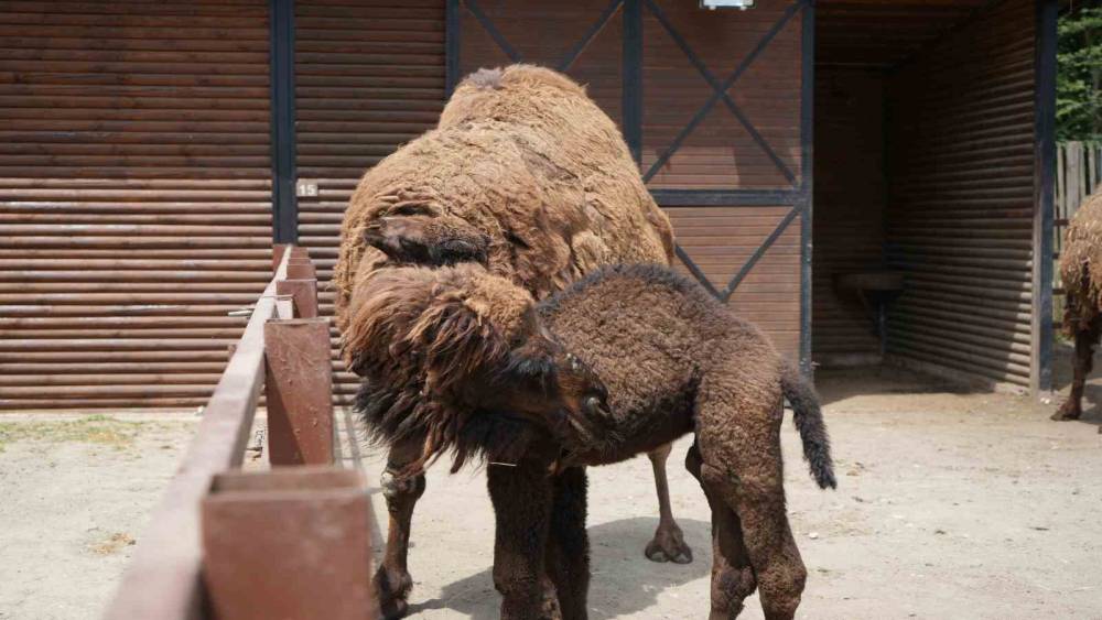 Avrupa&rsquo;nın en b&uuml;y&uuml;k doğal yaşam parkında yavru deve heyecanı
