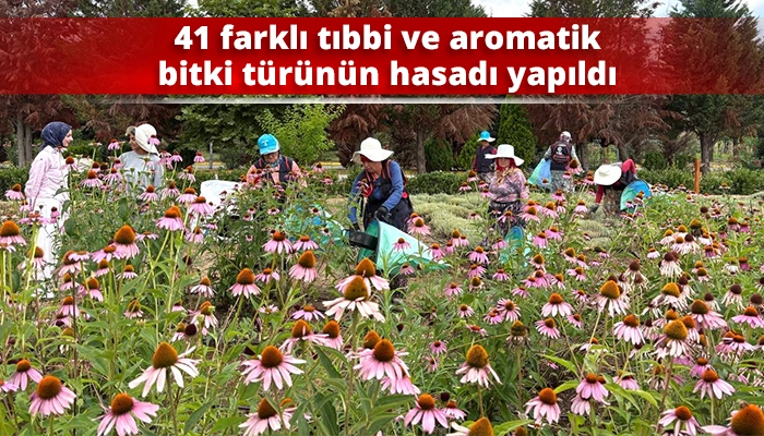 41 farklı tıbbi ve aromatik bitki t&uuml;r&uuml;n&uuml;n hasadı yapıldı