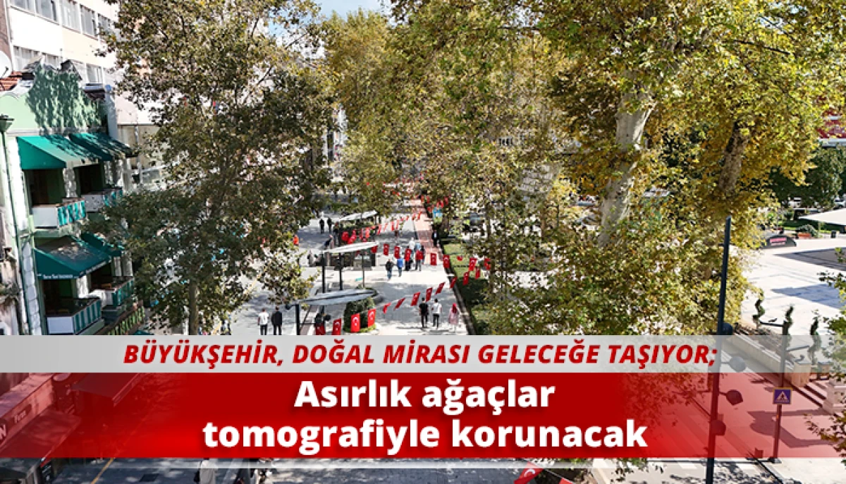 Asırlık ağa&ccedil;lar tomografiyle korunacak