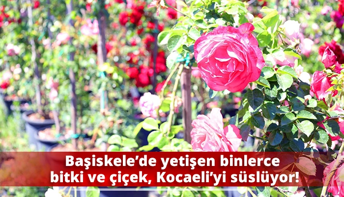 Başiskele&rsquo;de yetişen binlerce bitki ve &ccedil;i&ccedil;ek, Kocaeli&rsquo;yi s&uuml;sl&uuml;yor!