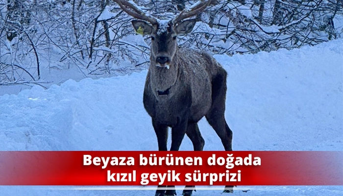 Beyaza b&uuml;r&uuml;nen doğada kızıl geyik s&uuml;rprizi