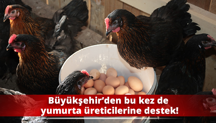 Büyükşehir’den bu kez de yumurta üreticilerine destek!