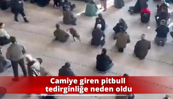 Camiye giren pitbull tedirginliğe neden oldu