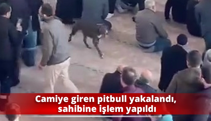 Camiye giren pitbull yakalandı, sahibine işlem yapıldı