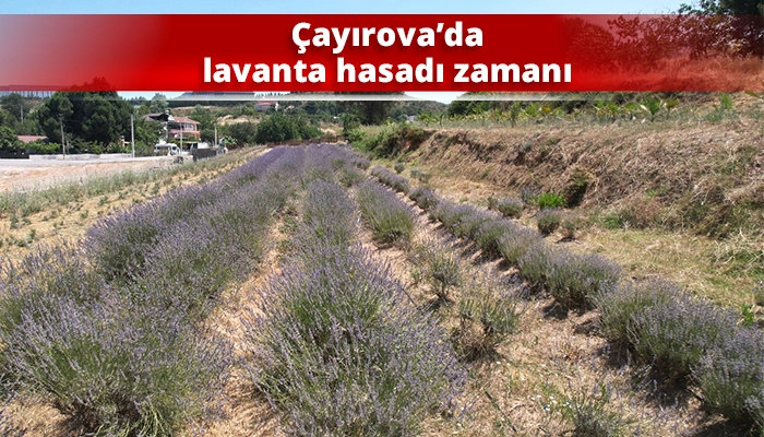 &Ccedil;ayırova&rsquo;da lavanta hasadı zamanı