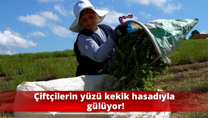&Ccedil;ift&ccedil;ilerin y&uuml;z&uuml; kekik hasadıyla g&uuml;l&uuml;yor!