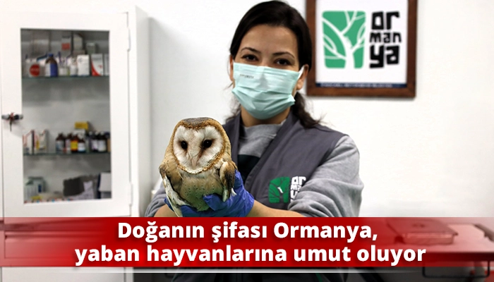 Doğanın şifası Ormanya, yaban hayvanlarına umut oluyor