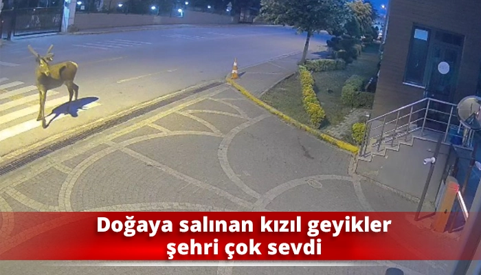 Doğaya salınan kızıl geyikler şehri çok sevdi