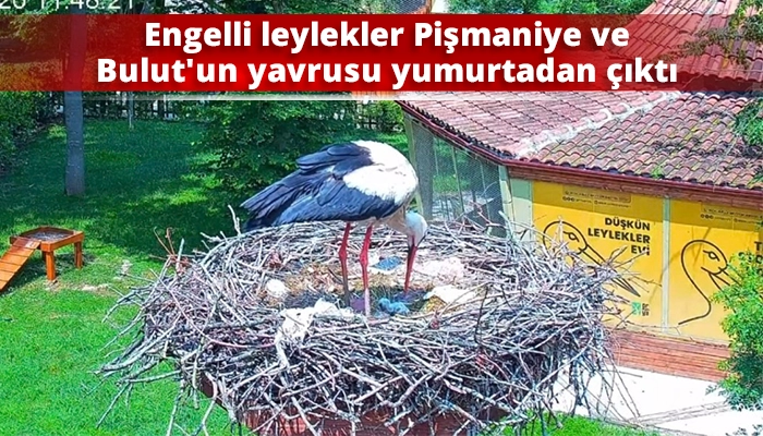 Engelli leylekler Pişmaniye ve Bulut&rsquo;un yavrusu yumurtadan &ccedil;ıktı