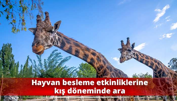 Hayvan besleme etkinliklerine kış döneminde ara