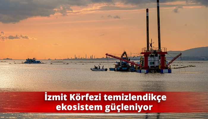 İzmit K&ouml;rfezi temizlendik&ccedil;e ekosistem g&uuml;&ccedil;leniyor