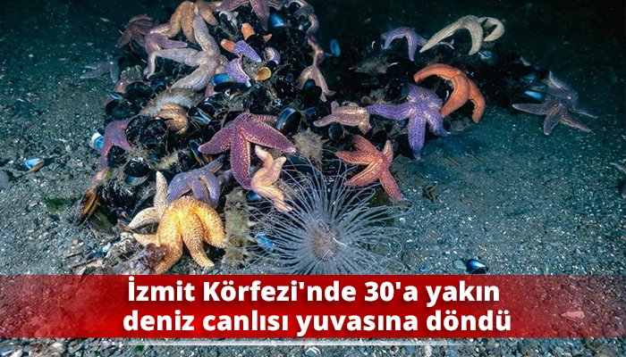 İzmit K&ouml;rfezi&rsquo;nde 30&rsquo;a yakın deniz canlısı yuvasına d&ouml;nd&uuml;