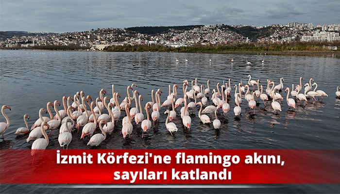 İzmit K&ouml;rfezi&rsquo;ne flamingo akını, sayıları katlandı