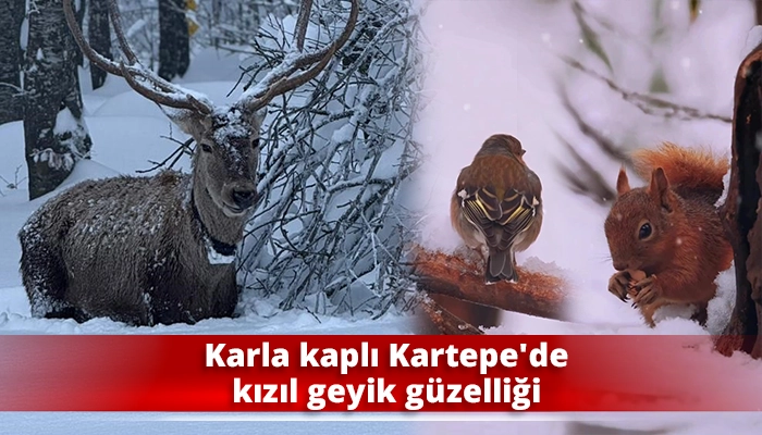 Karla kaplı Kartepe&rsquo;de kızıl geyik g&uuml;zelliği