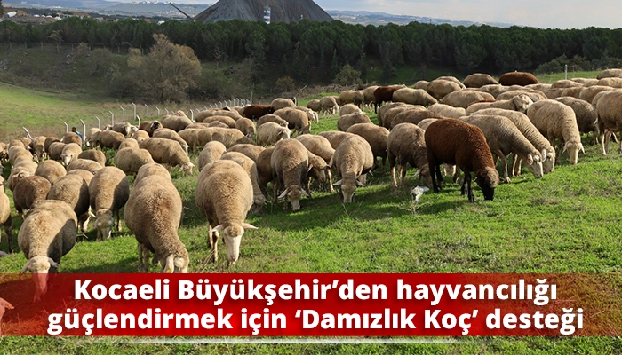 Kocaeli B&uuml;y&uuml;kşehir&rsquo;den hayvancılığı g&uuml;&ccedil;lendirmek i&ccedil;in &lsquo;Damızlık Ko&ccedil;&rsquo; desteği