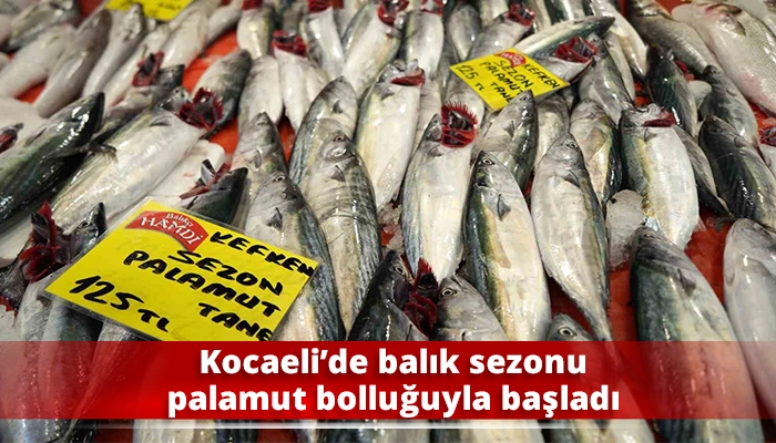 Kocaeli&rsquo;de balık sezonu palamut bolluğuyla başladı