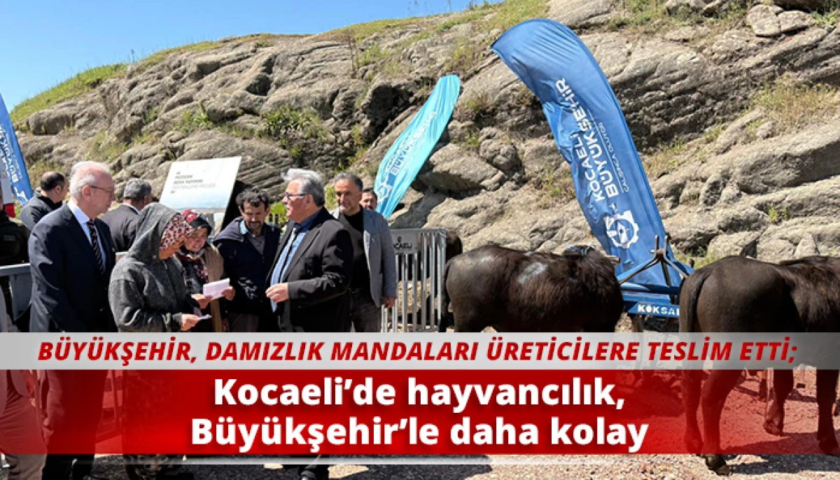 Kocaeli&rsquo;de hayvancılık, B&uuml;y&uuml;kşehir&rsquo;le daha kolay