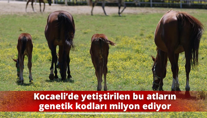 Kocaeli’de yetiştirilen bu atların genetik kodları milyon ediyor