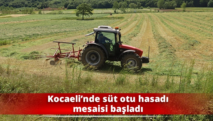 Kocaeli’nde süt otu hasadı mesaisi başladı