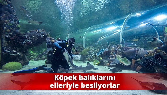 K&ouml;pek balıklarını elleriyle besliyorlar