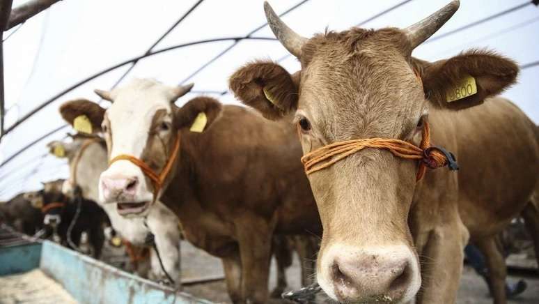 Kurban Bayramı yaklaşırken, fiyatlarda netleşmeye başlıyor!