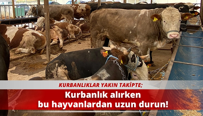 Kurbanlık alırken bu hayvanlardan uzun durun!