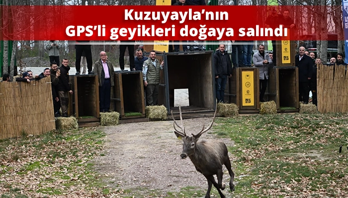 Kuzuyayla’nın GPS’li geyikleri doğaya salındı