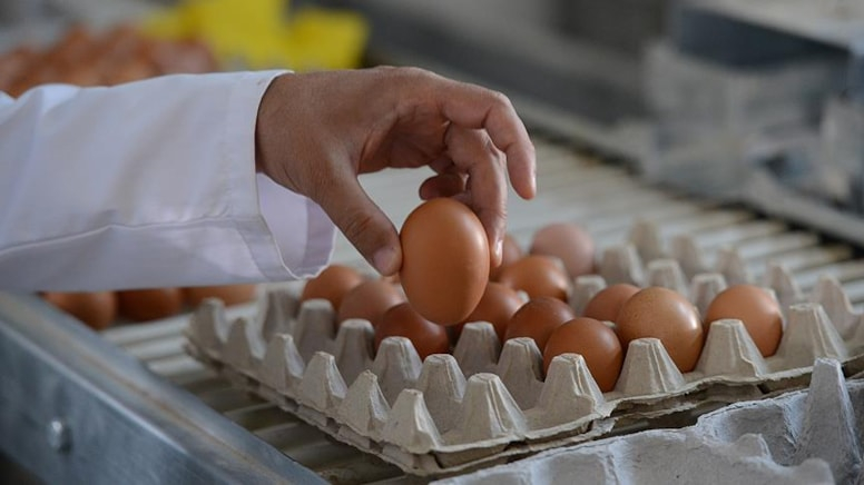 Mart ayında tavuk eti ve yumurta üretimi arttı
