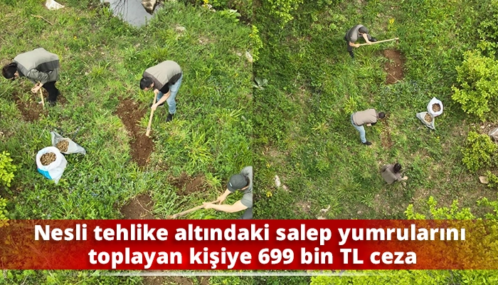 Nesli tehlike altındaki salep yumrularını toplayan kişiye 699 bin TL ceza