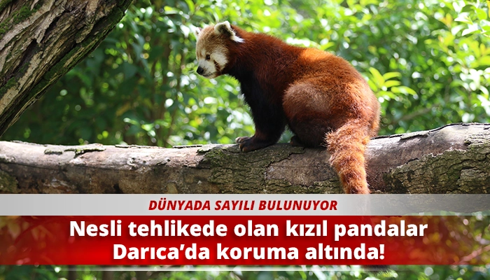 Nesli tehlikede olan kızıl pandalar Darıca’da koruma altında!