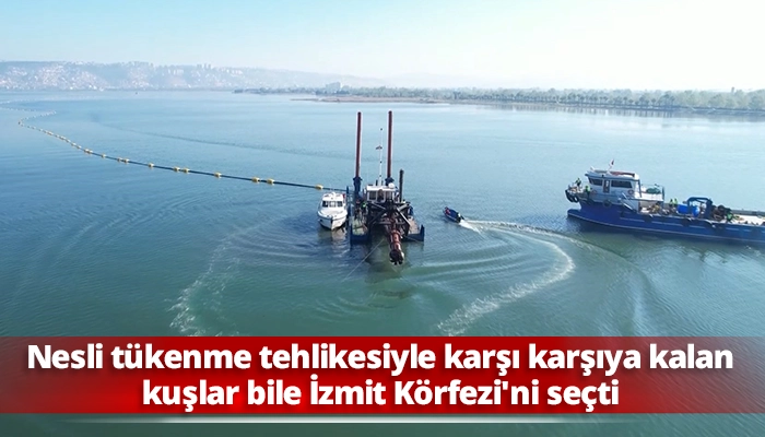Nesli t&uuml;kenme tehlikesiyle karşı karşıya kalan kuşlar bile İzmit K&ouml;rfezi'ni se&ccedil;ti