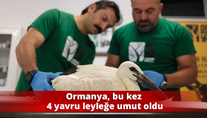 Ormanya, bu kez 4 yavru leyleğe umut oldu