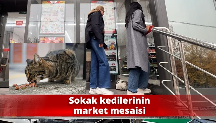 Sokak kedilerinin market mesaisi