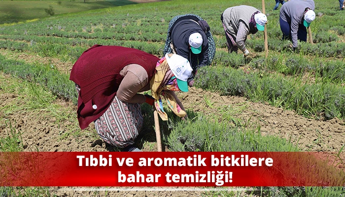 Tıbbi ve aromatik bitkilere bahar temizliği!
