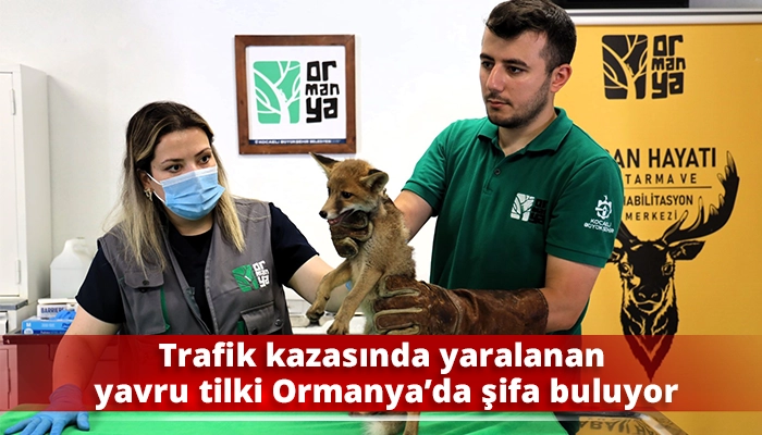 Trafik kazasında yaralanan yavru tilki Ormanya&rsquo;da şifa buluyor