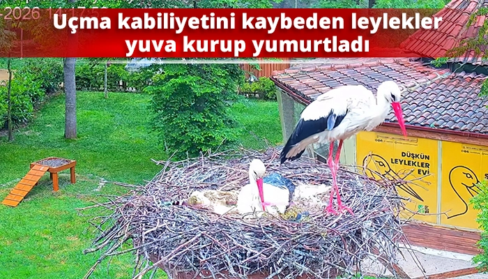 U&ccedil;ma kabiliyetini kaybeden leylekler yuva kurup yumurtladı