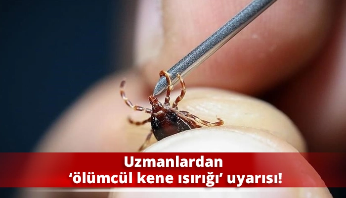Uzmanlardan ‘ölümcül kene ısırığı’ uyarısı!