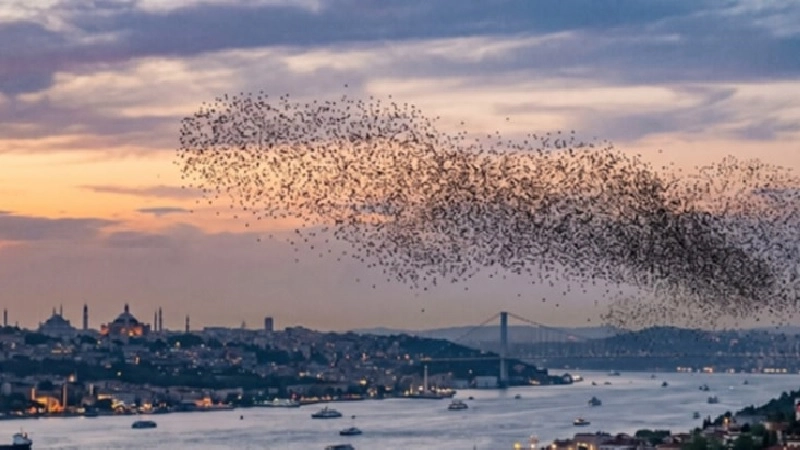 Uzun &ccedil;ekirge s&uuml;r&uuml;leri İstanbul'a kadar ulaştı!