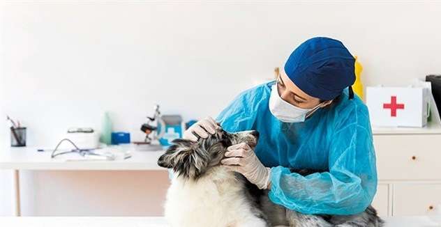 Veteriner harcamaları yüzde 52 artışla zirvede yer aldı