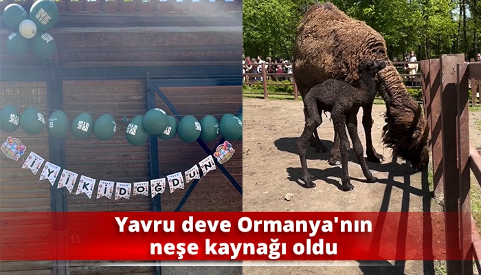 Yavru deve Ormanya'nın neşe kaynağı oldu