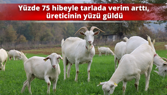 Y&uuml;zde 75 hibeyle tarlada verim arttı, &uuml;reticinin y&uuml;z&uuml; g&uuml;ld&uuml;